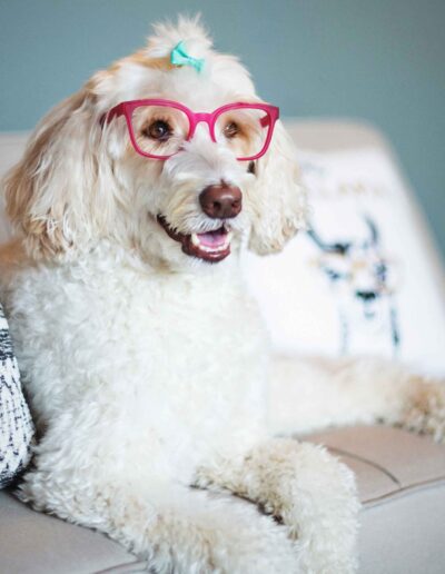 dog portrait